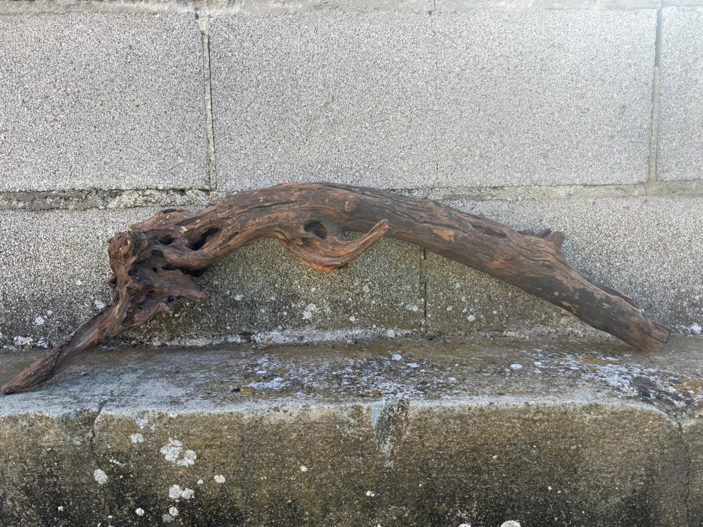 Drift Wood - 63*14*18 - cod.099 AQPET