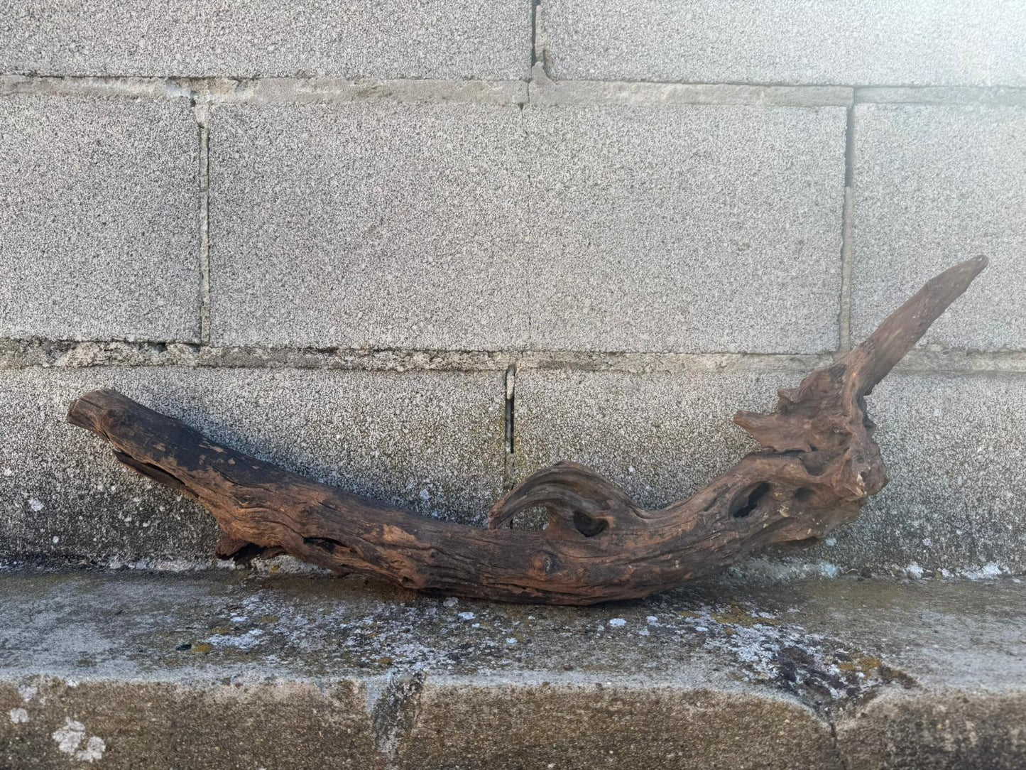 Drift Wood - 63*14*18 - cod.099 AQPET