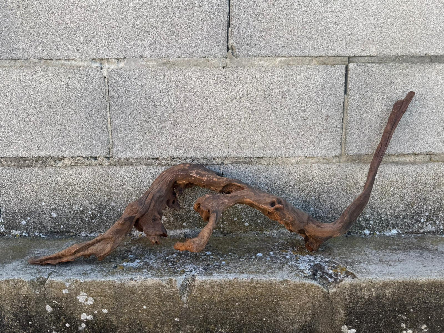 Drift Wood - 75*16*21 - cod.100 AQPET