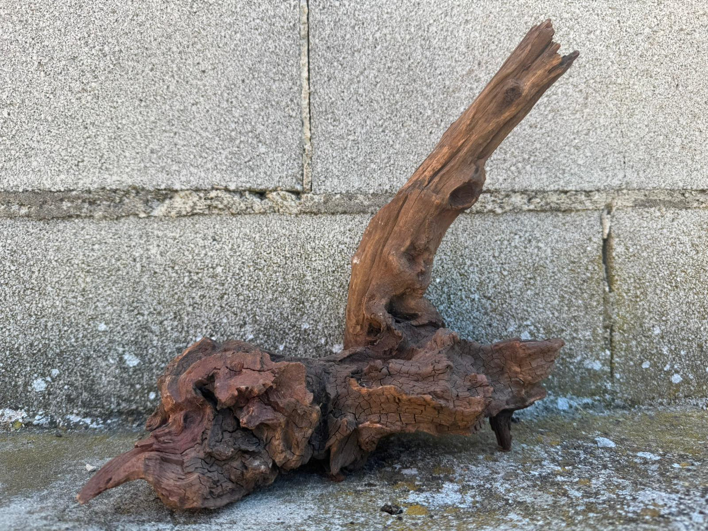 Drift Wood - 27*16*27 - cod.106 AQPET