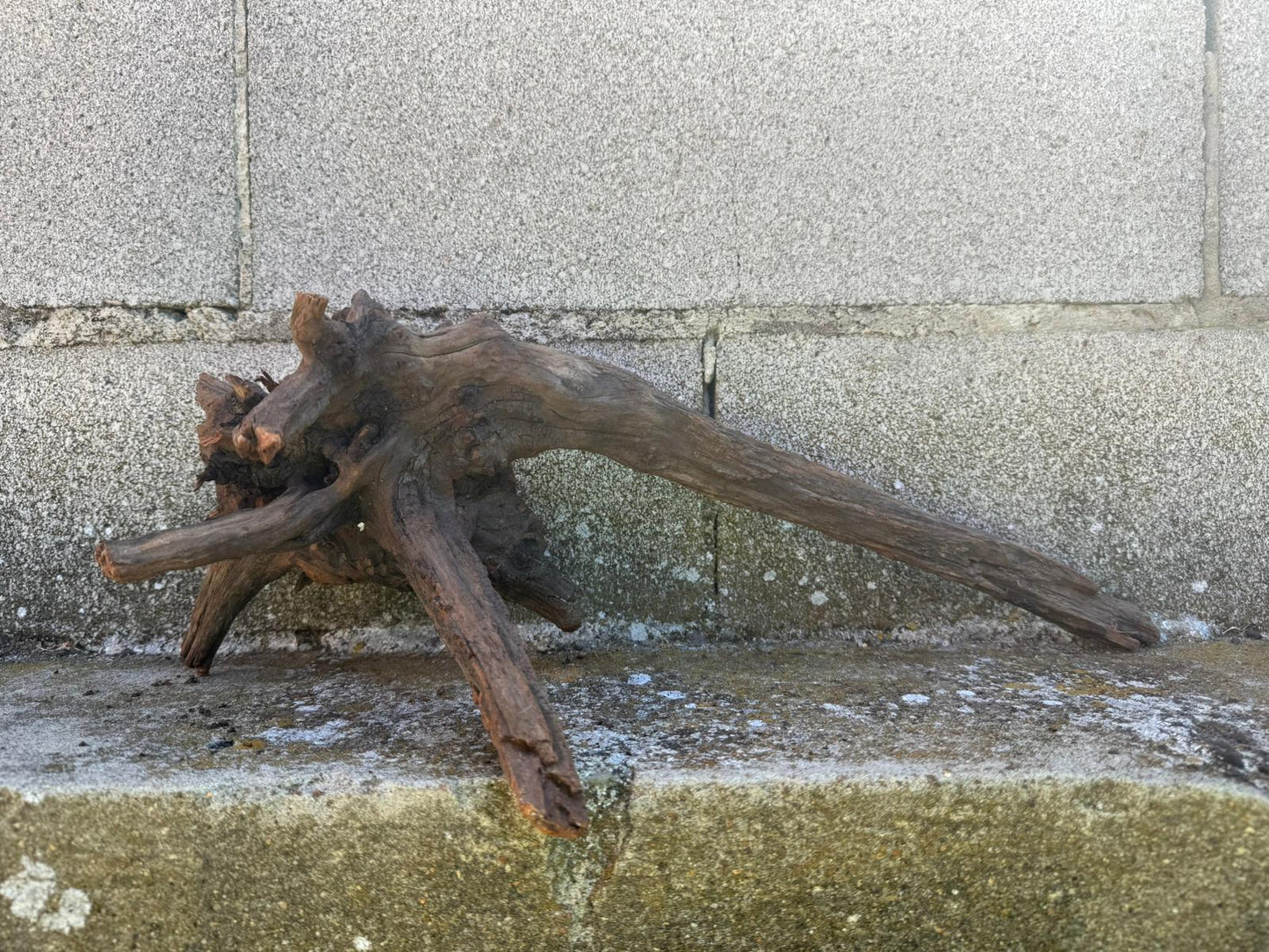 Drift Wood - 48*21*17- cod.108 AQPET