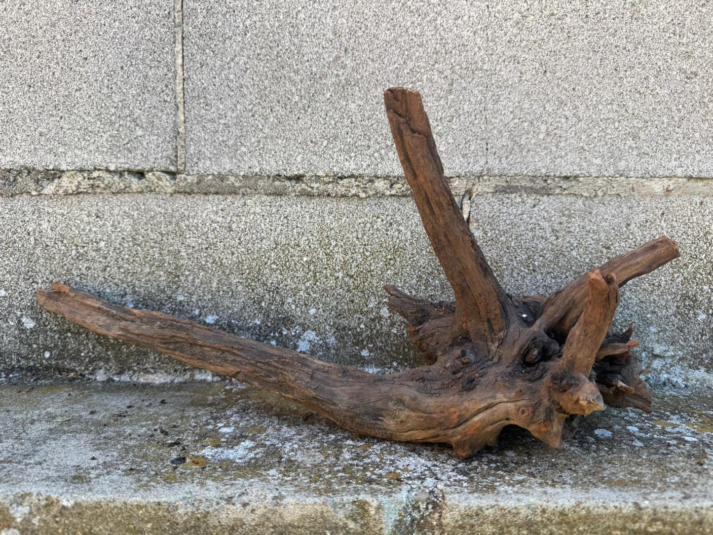 Drift Wood - 48*21*17- cod.108 AQPET