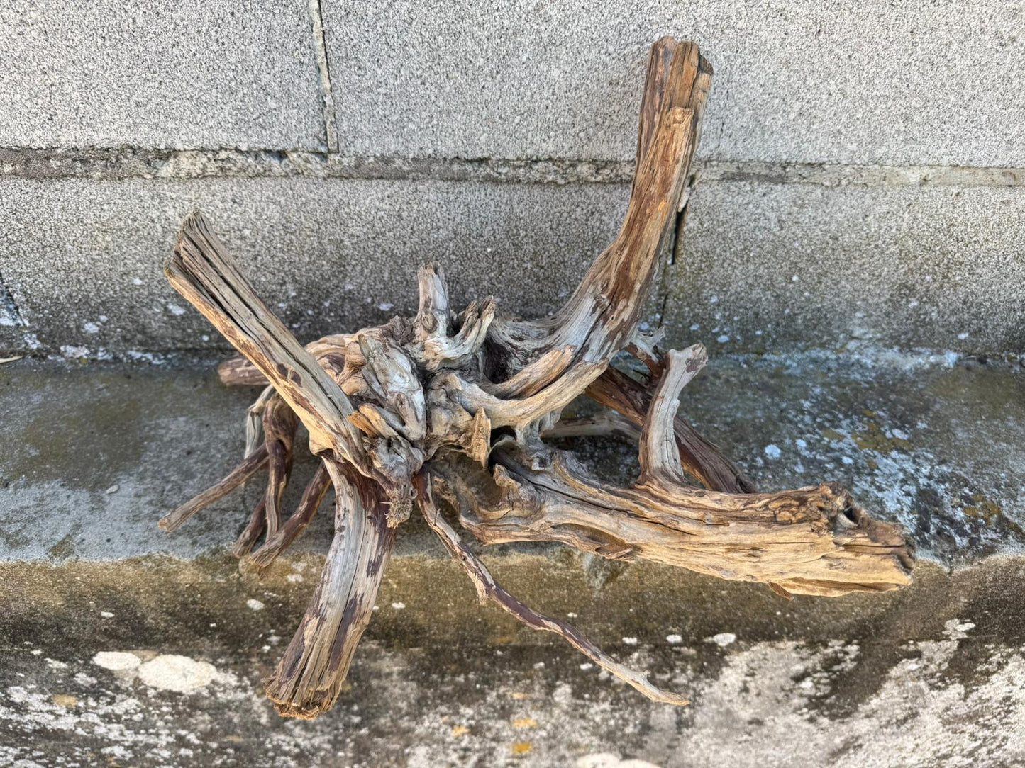 Drift Wood - 41*31*26 - cod.109 AQPET
