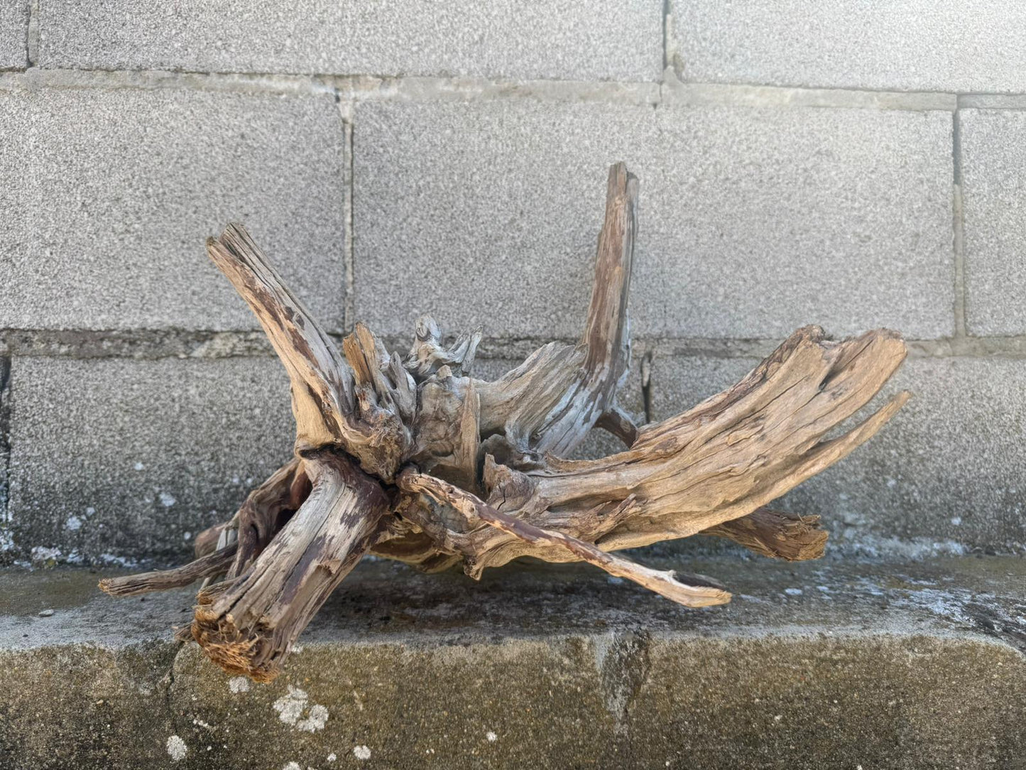 Drift Wood - 41*31*26 - cod.109 AQPET