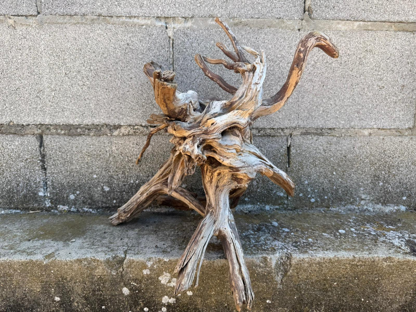 Drift Wood - 41*31*26 - cod.109 AQPET