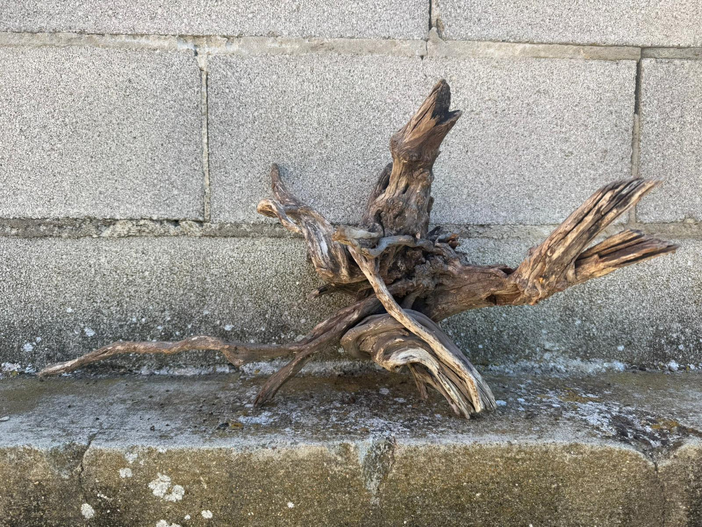 Drift Wood - 54*27*30 - cod.110 AQPET