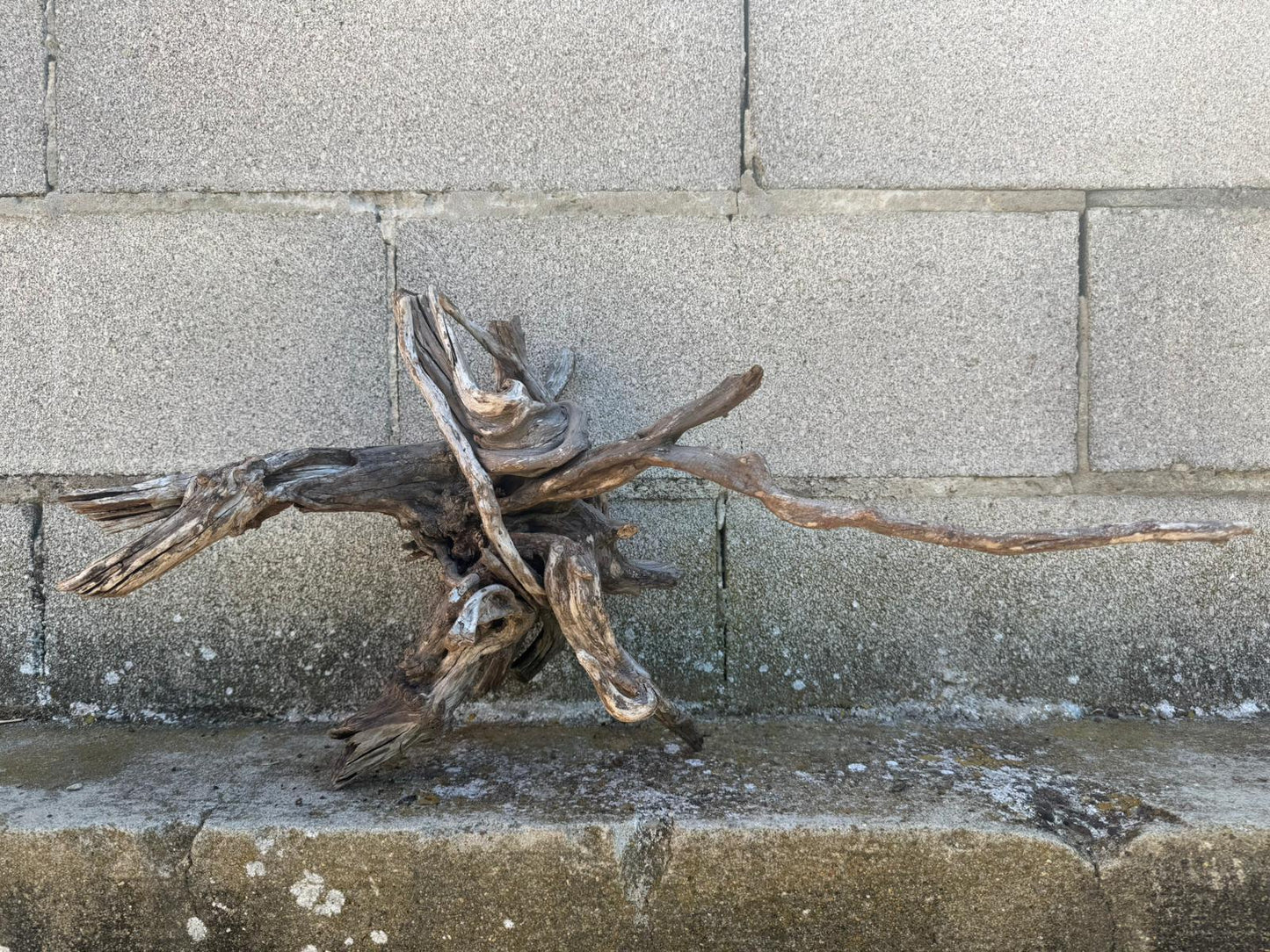 Drift Wood - 54*27*30 - cod.110 AQPET