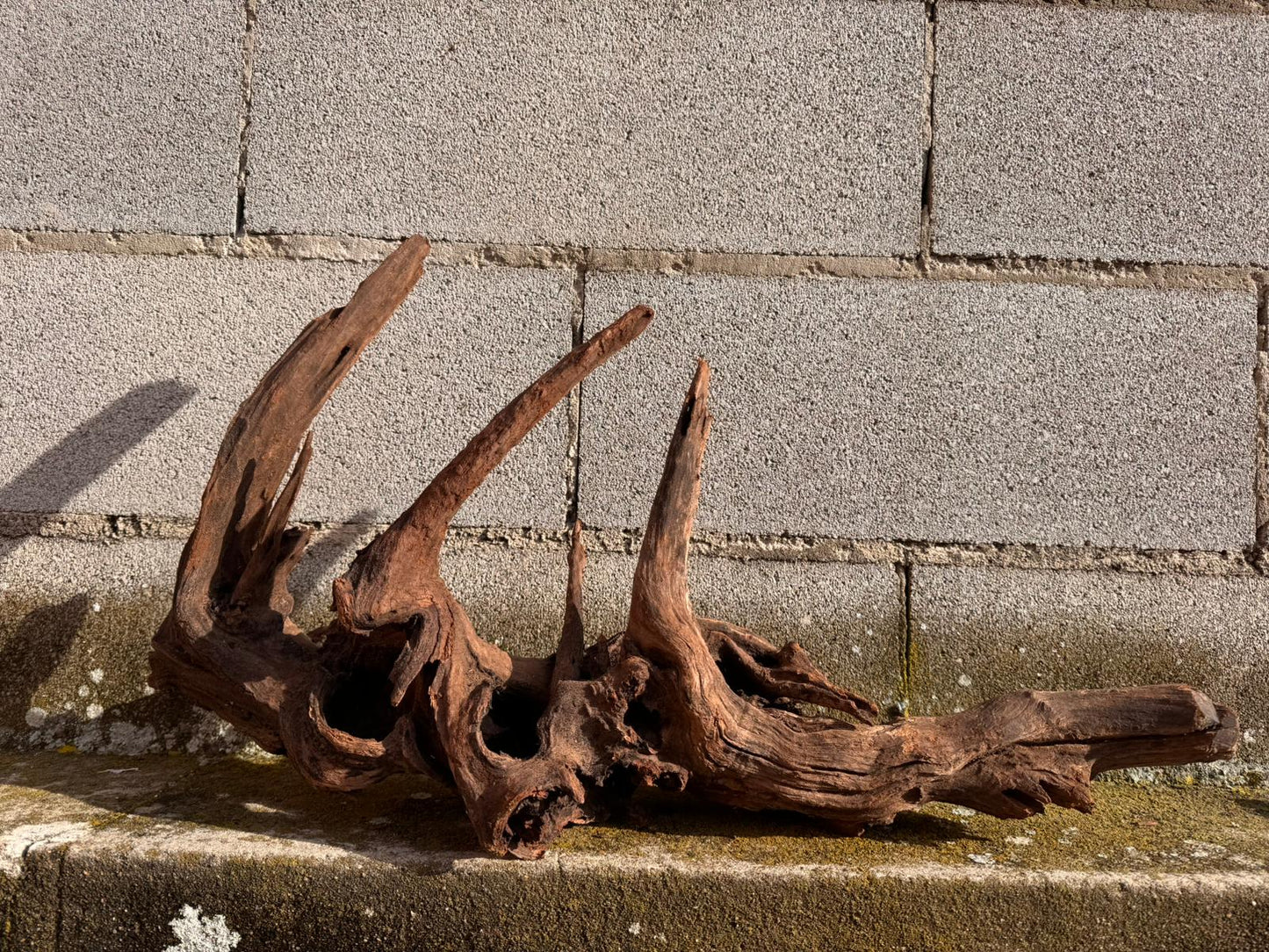 Drift Wood - 63*23*35 - cod.051