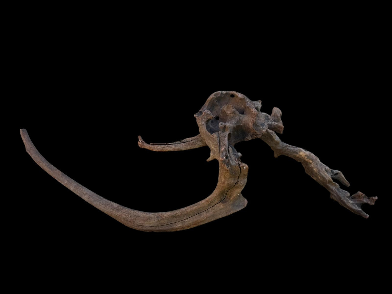 Drift Wood - 64*19*20 - cod.104 AQPET