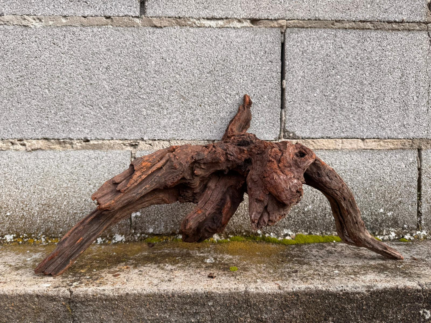 Drift Wood - 48*18*25 - cod.045 AQPET